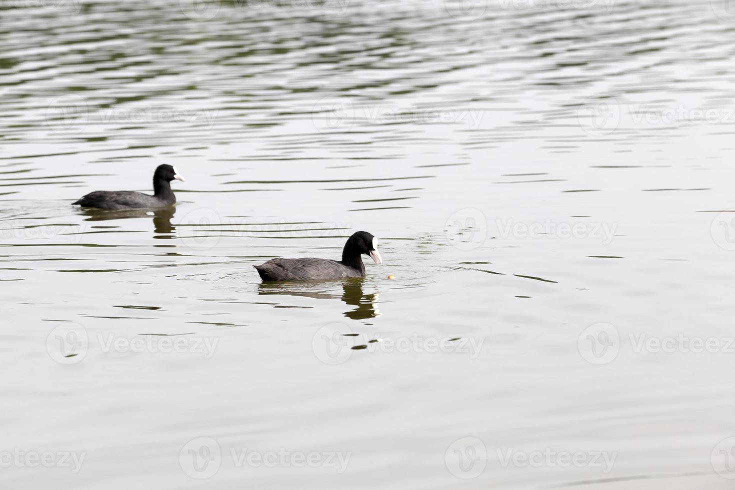 wild waterfowl on the territory of lakes photo