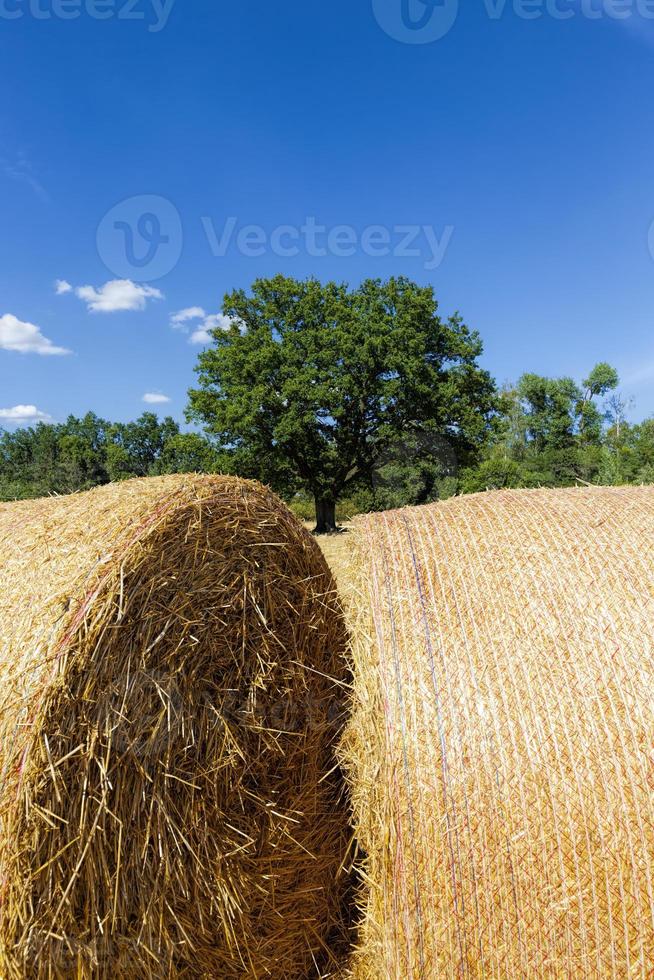 wheat straw and a green oak tree photo