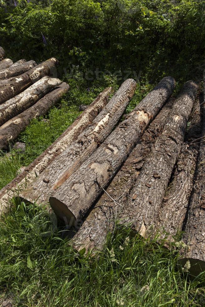harvesting pine tree trunks in the forest 9718550 Stock Photo at Vecteezy