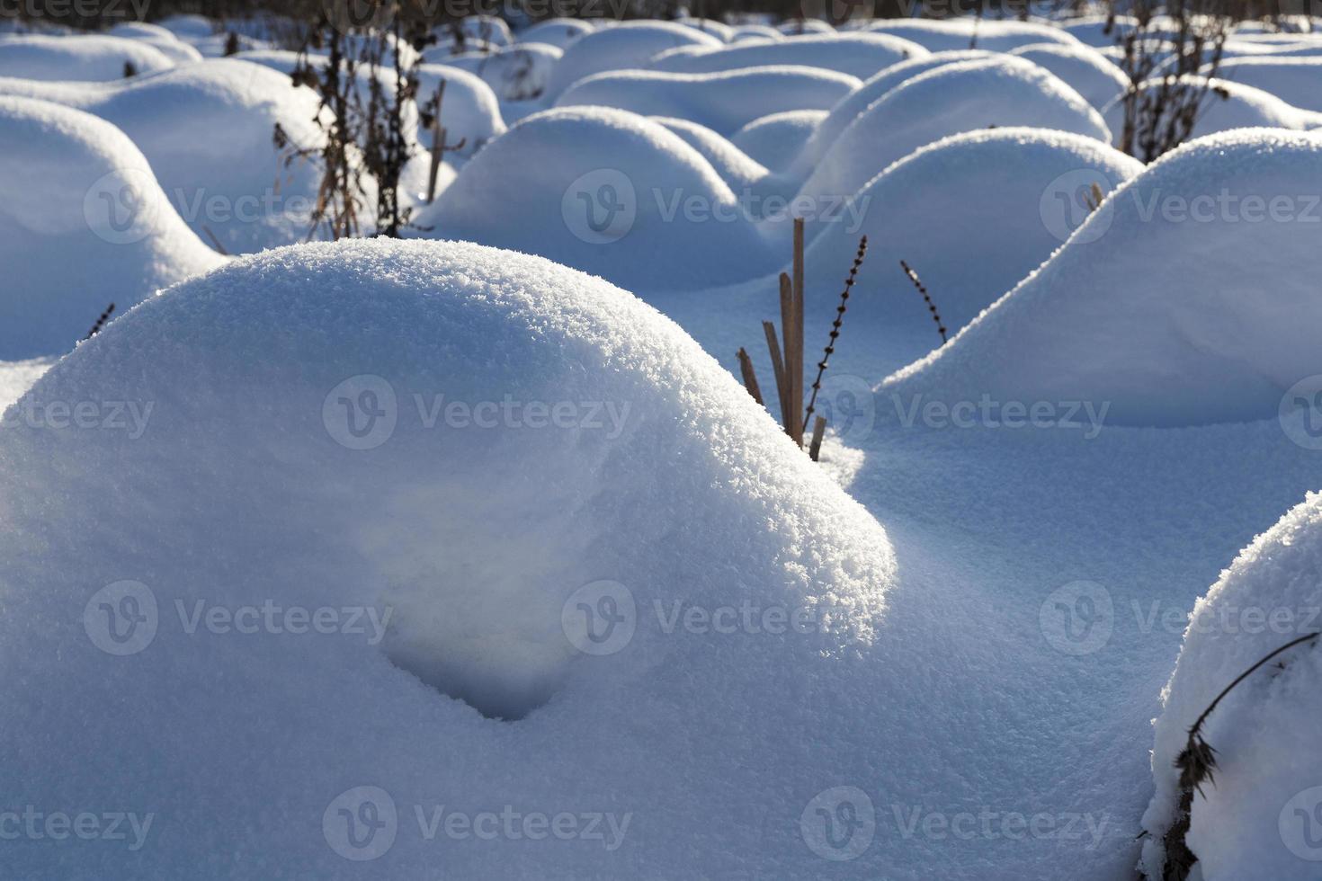 hummocks in the swamp large drifts after snowfalls and blizzards photo