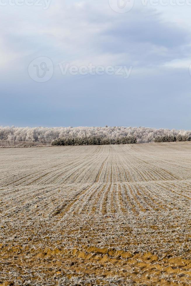 snow covers the ground and trees, plant in winter photo