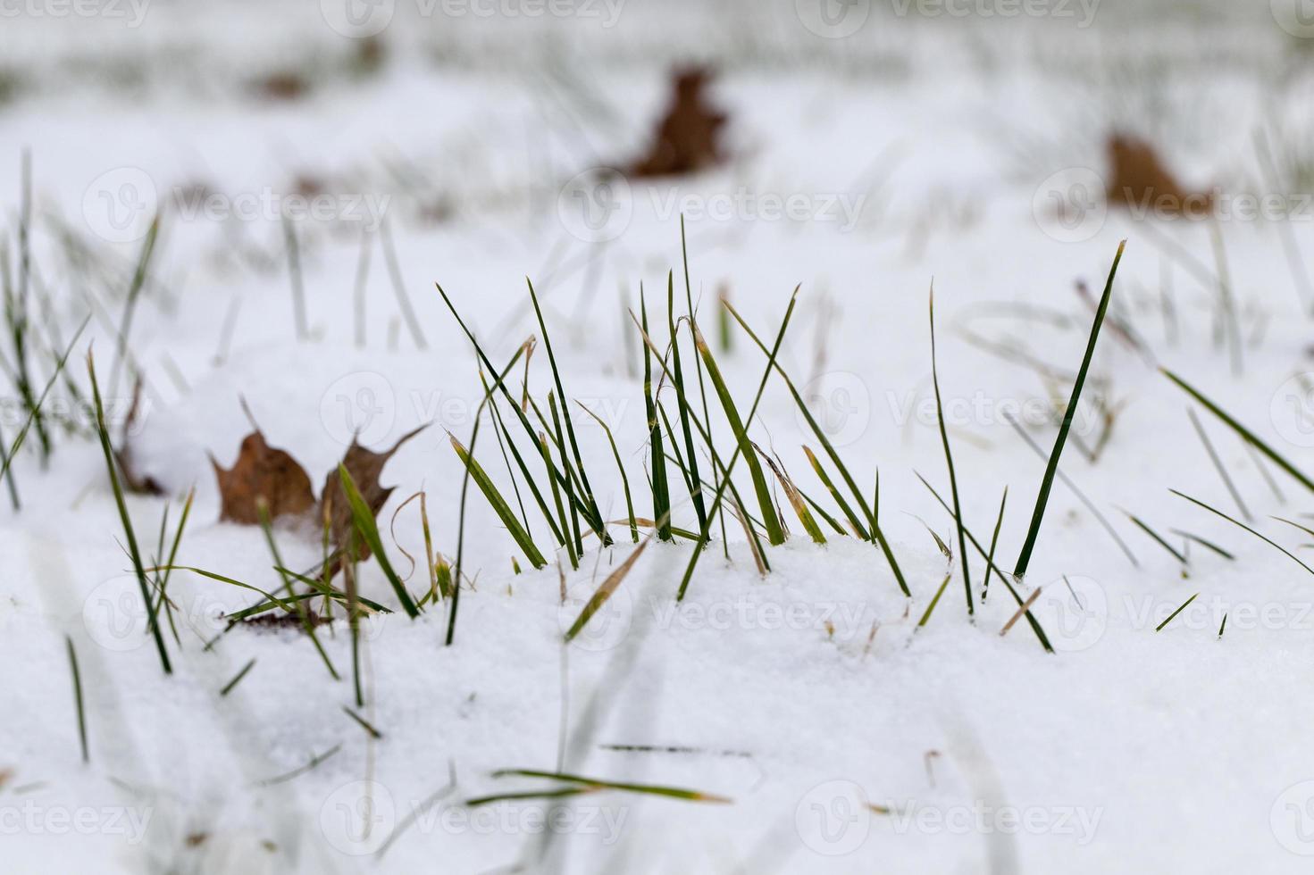 green grass grows in snow in winter photo