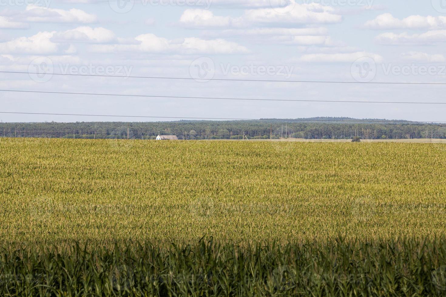 cosecha de grano de trigo, naturaleza y actividades agrícolas. foto
