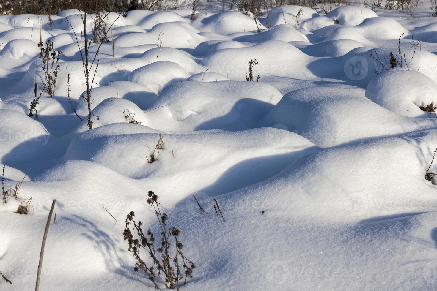 snow cover the grass and dry plants photo