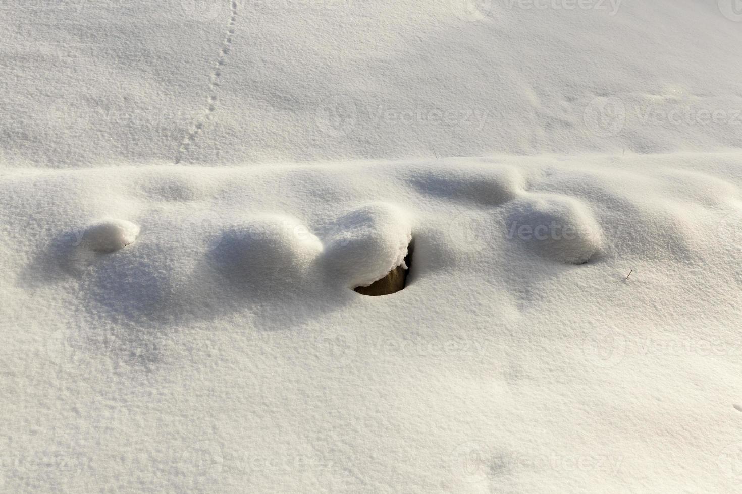 snow in winter frozen and cold, nature after snowfall photo