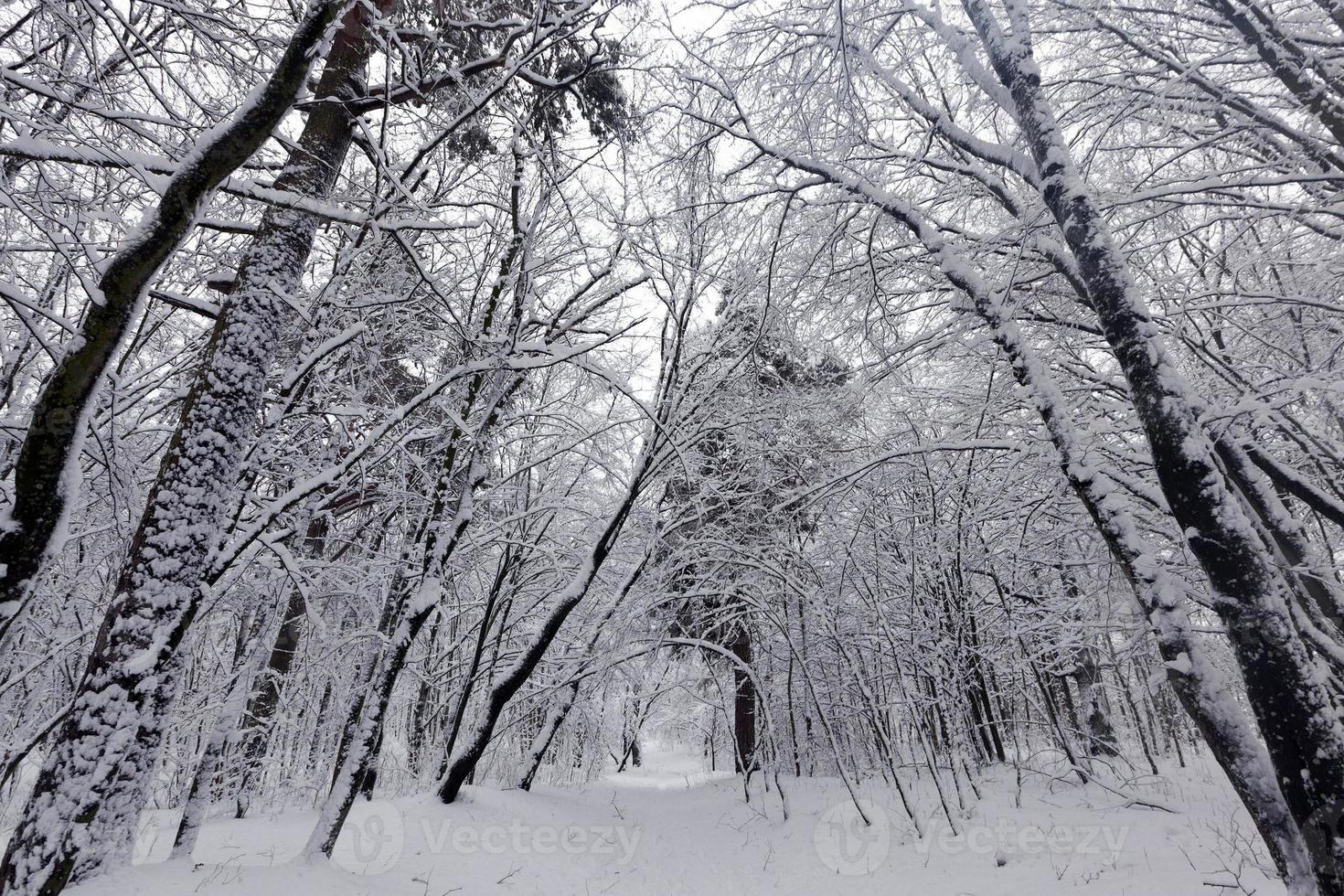 árboles cubiertos de nieve en invierno foto