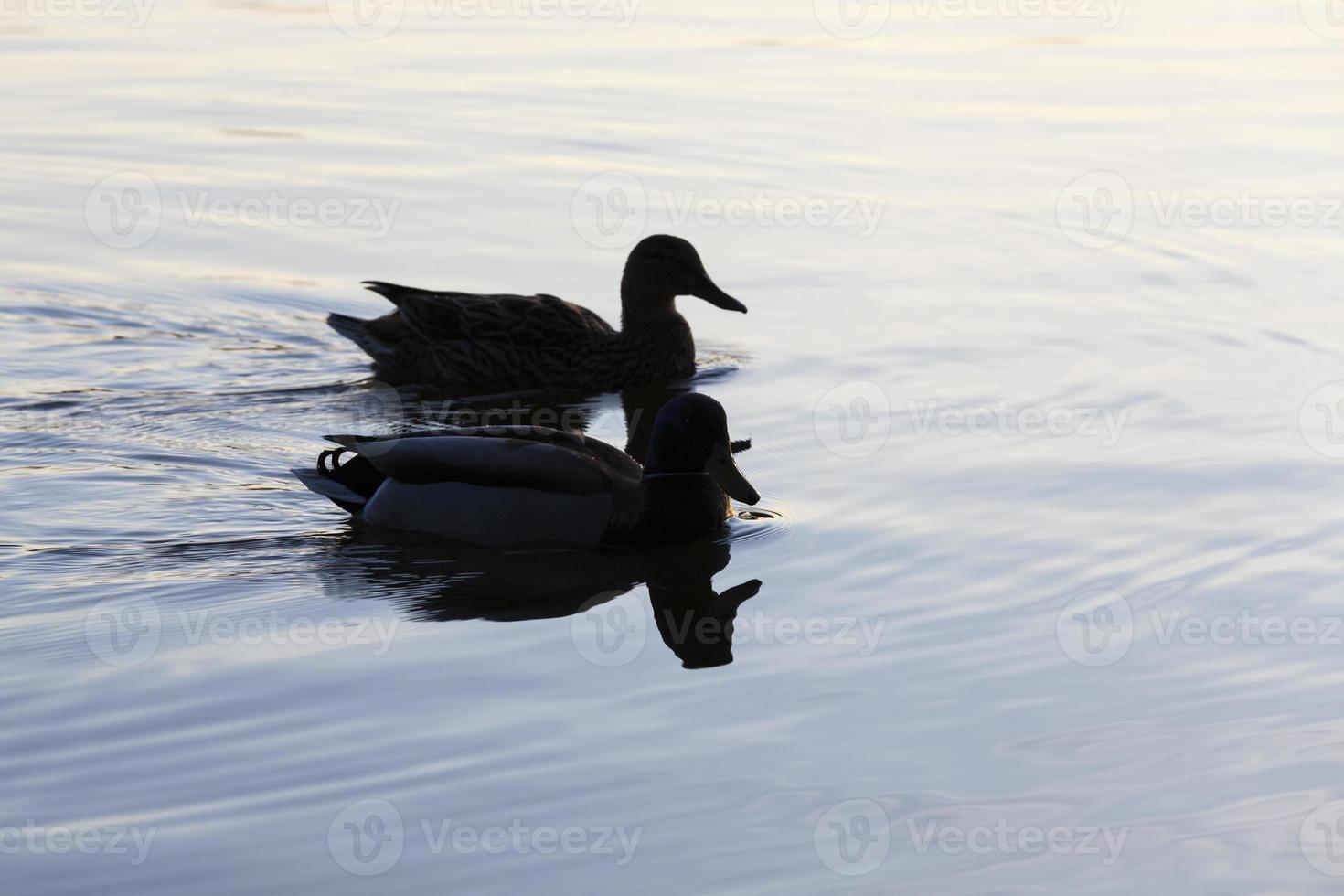 waterfowl ducks in spring or summer, waterfowl wild birds photo