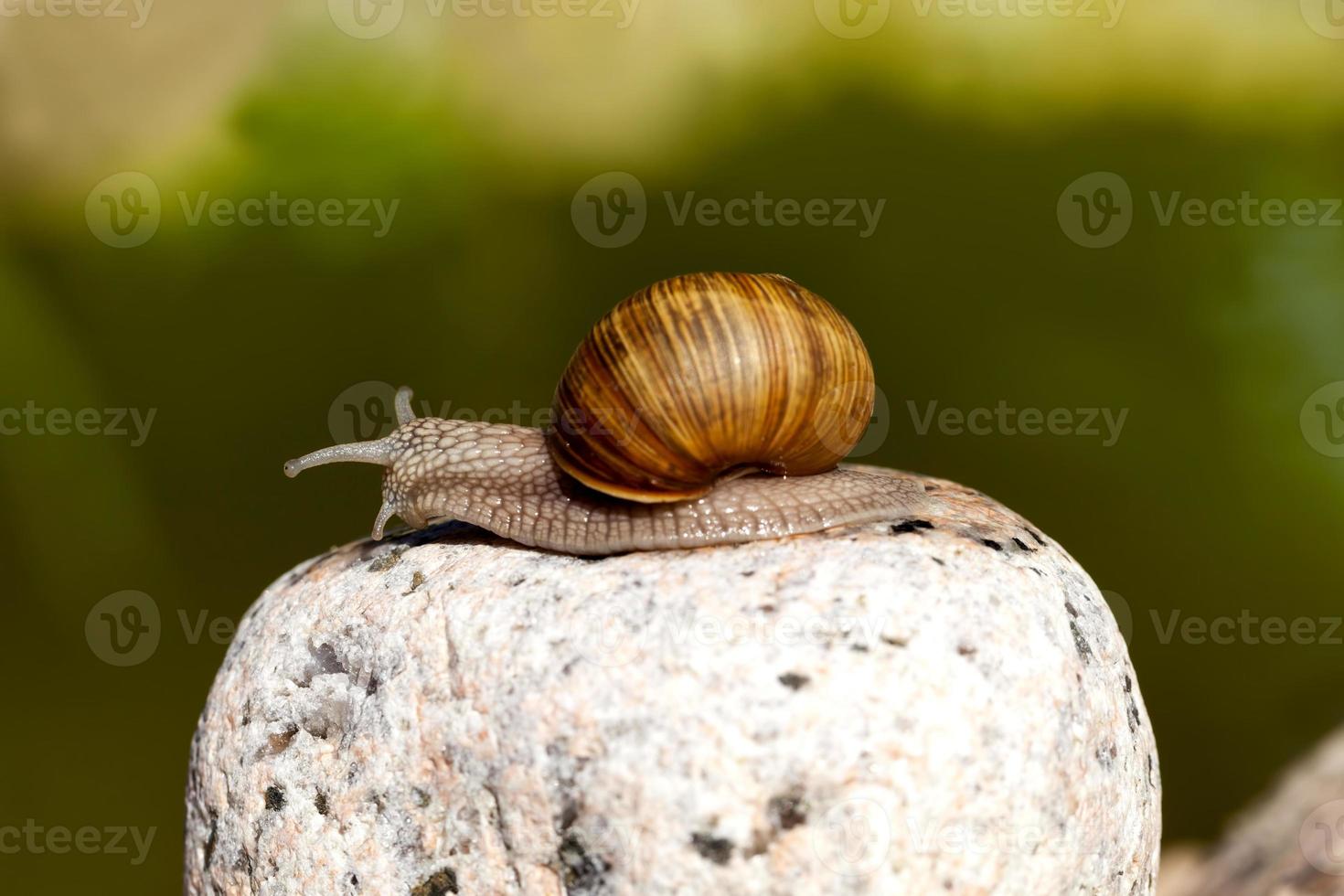 grape snail crawling on its territory photo
