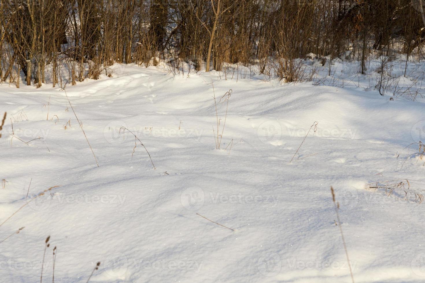 snowfall in the winter season and white fluffy cold snow photo