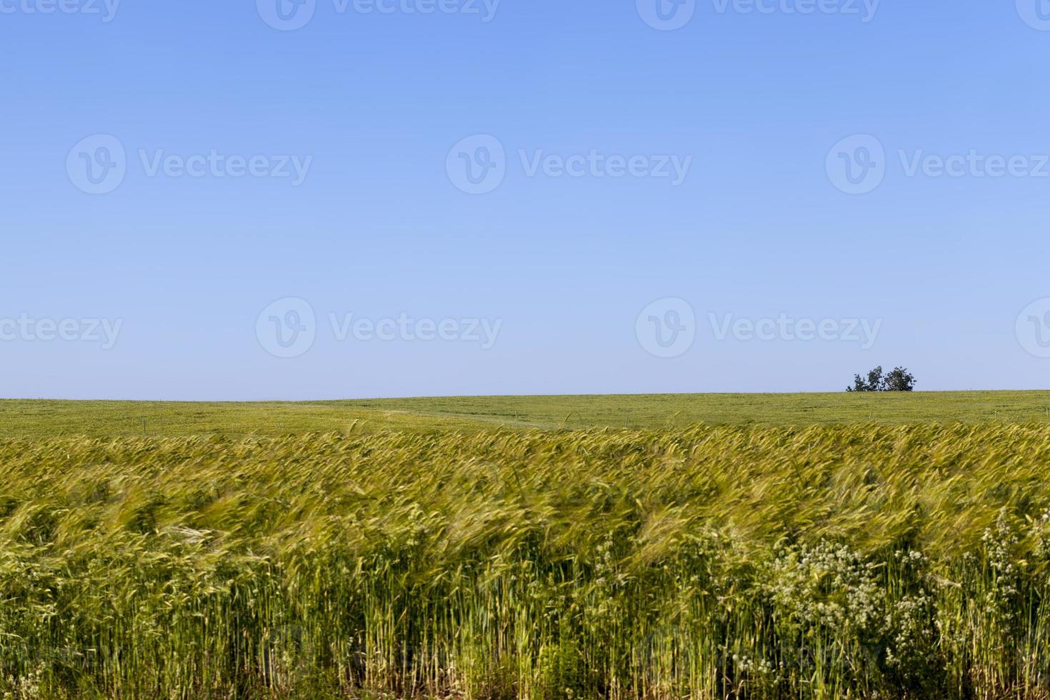 rye field with green unripe rye spikelets photo