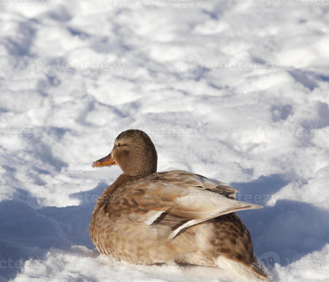 the duck stayed for the winter in Europe, the cold season photo