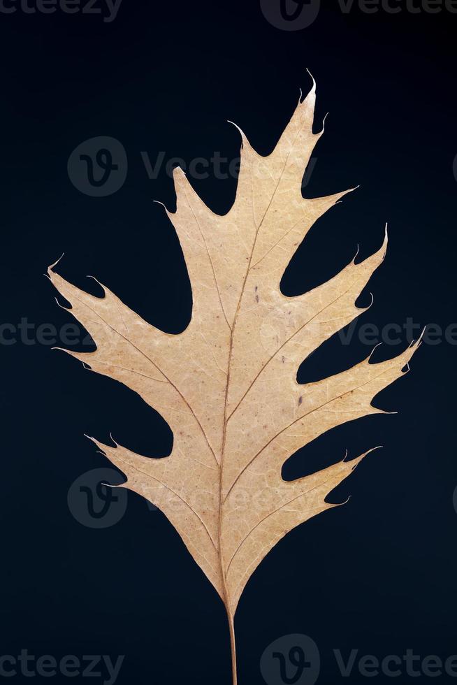 dry tree leaves, stacked together photo