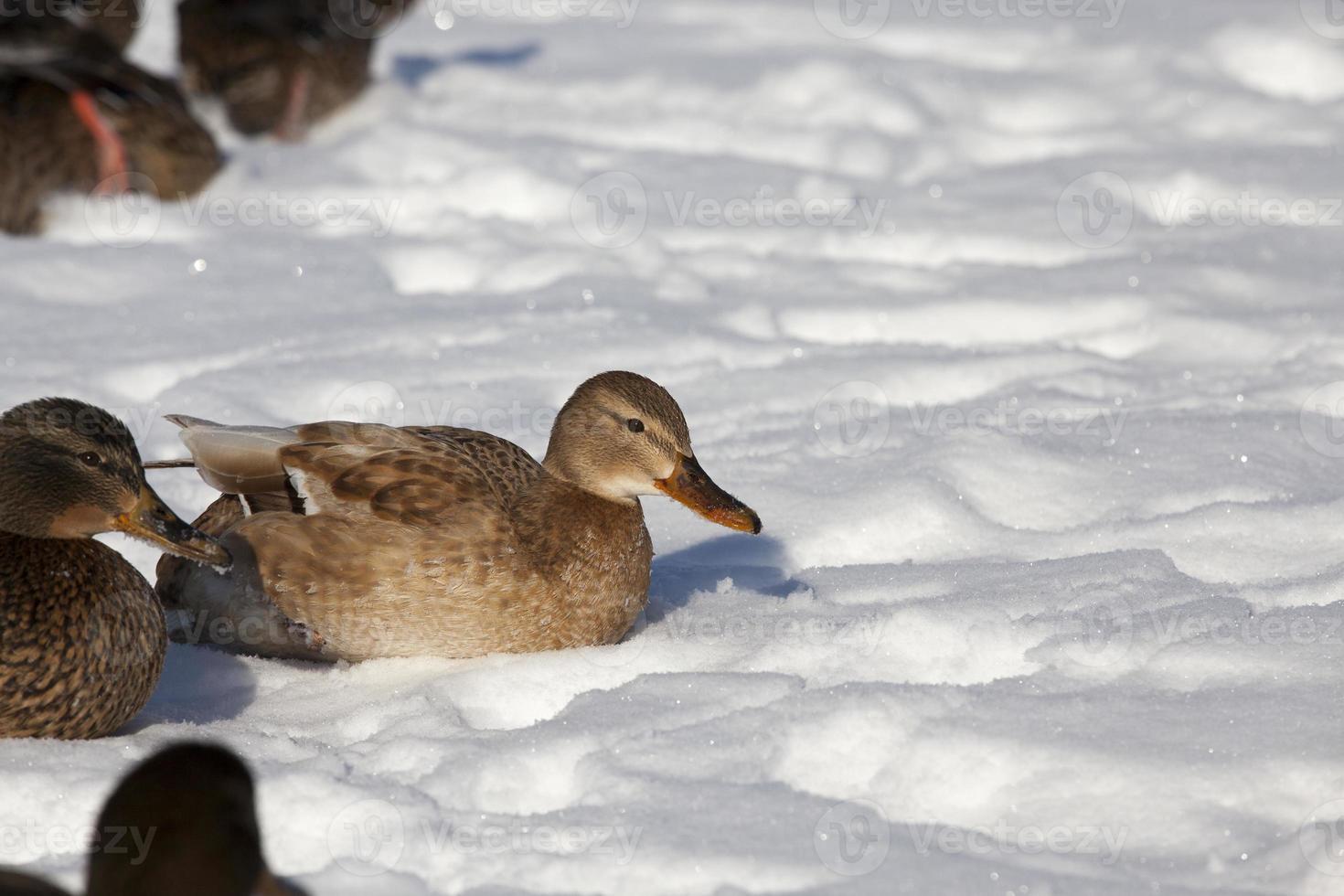 a large flock of ducks that stayed for the winter in Europe photo