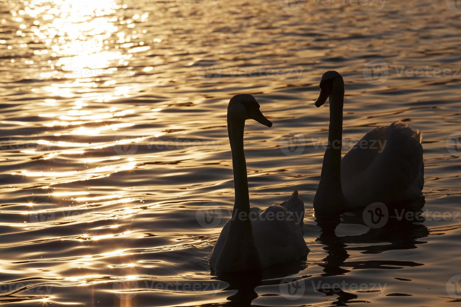 a pair of swans swimming at sunset photo