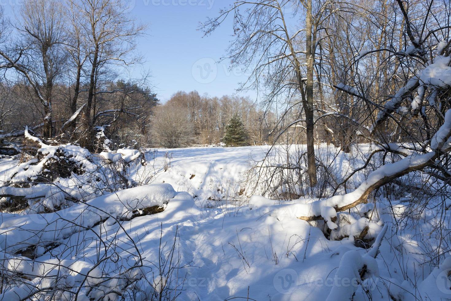 snow and ice covered trees photo