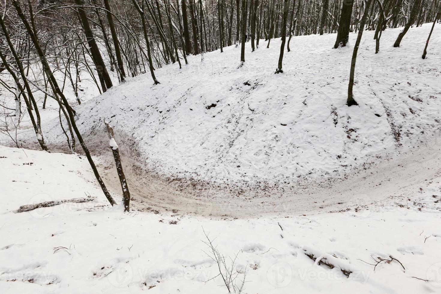 a large number of bare deciduous trees in the winter season photo