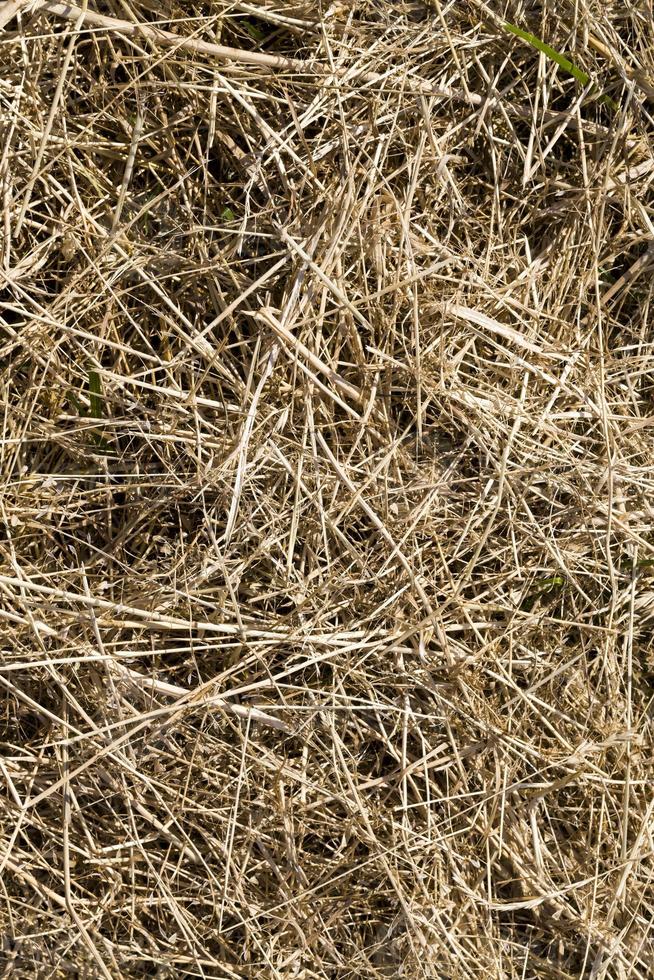 darkened and yellowed grass in nature, close up photo