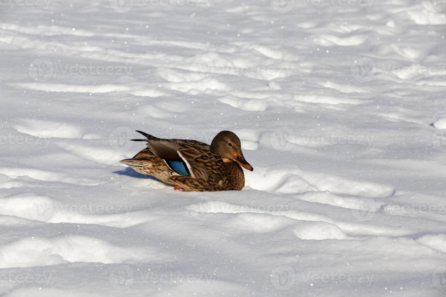 ducks live in the city near the river, in winter they are fed by people photo