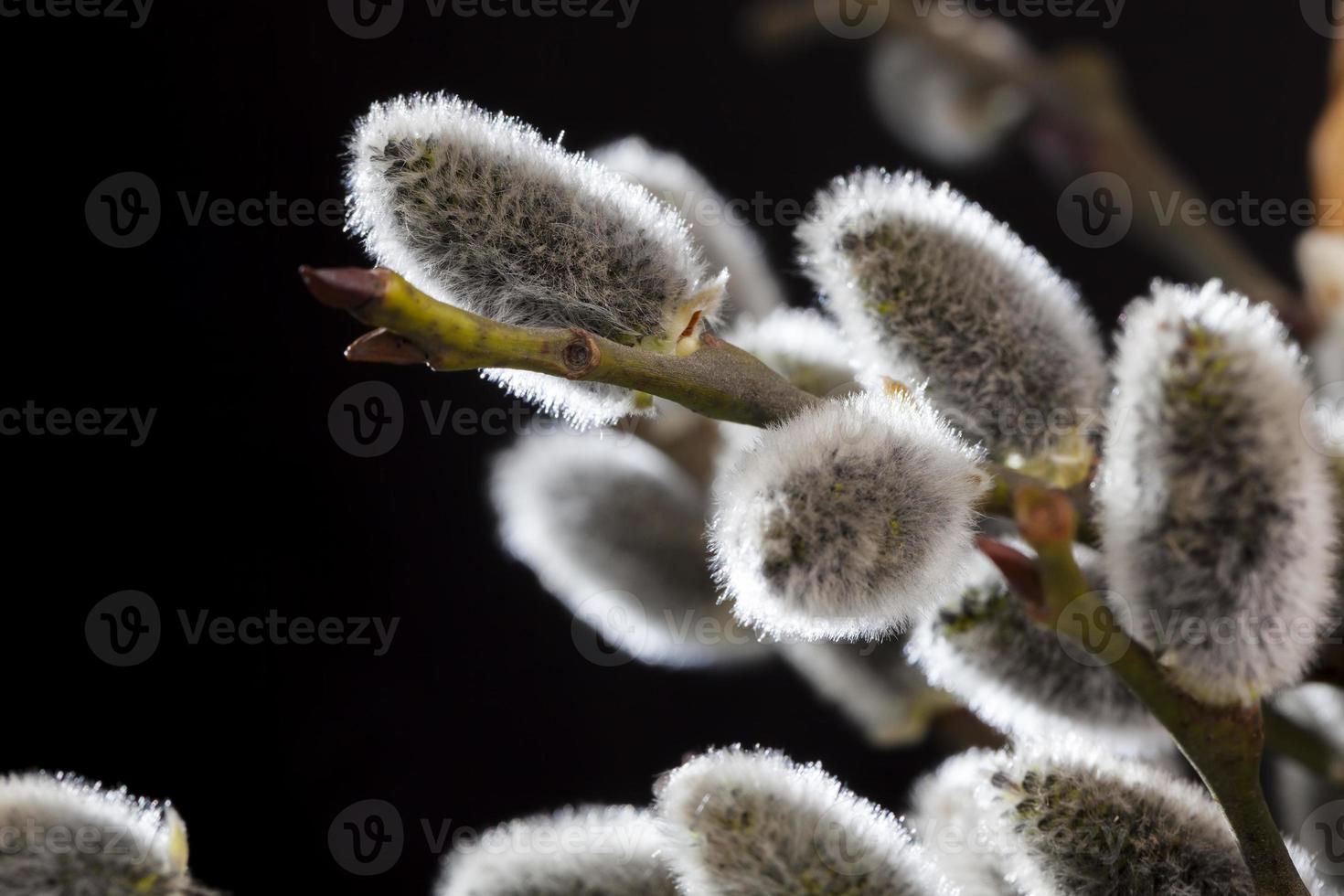 flowering willow branches cut for Easter celebration photo