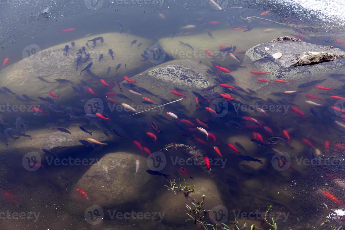 fish swimming in the part of the lake that is not frozen photo