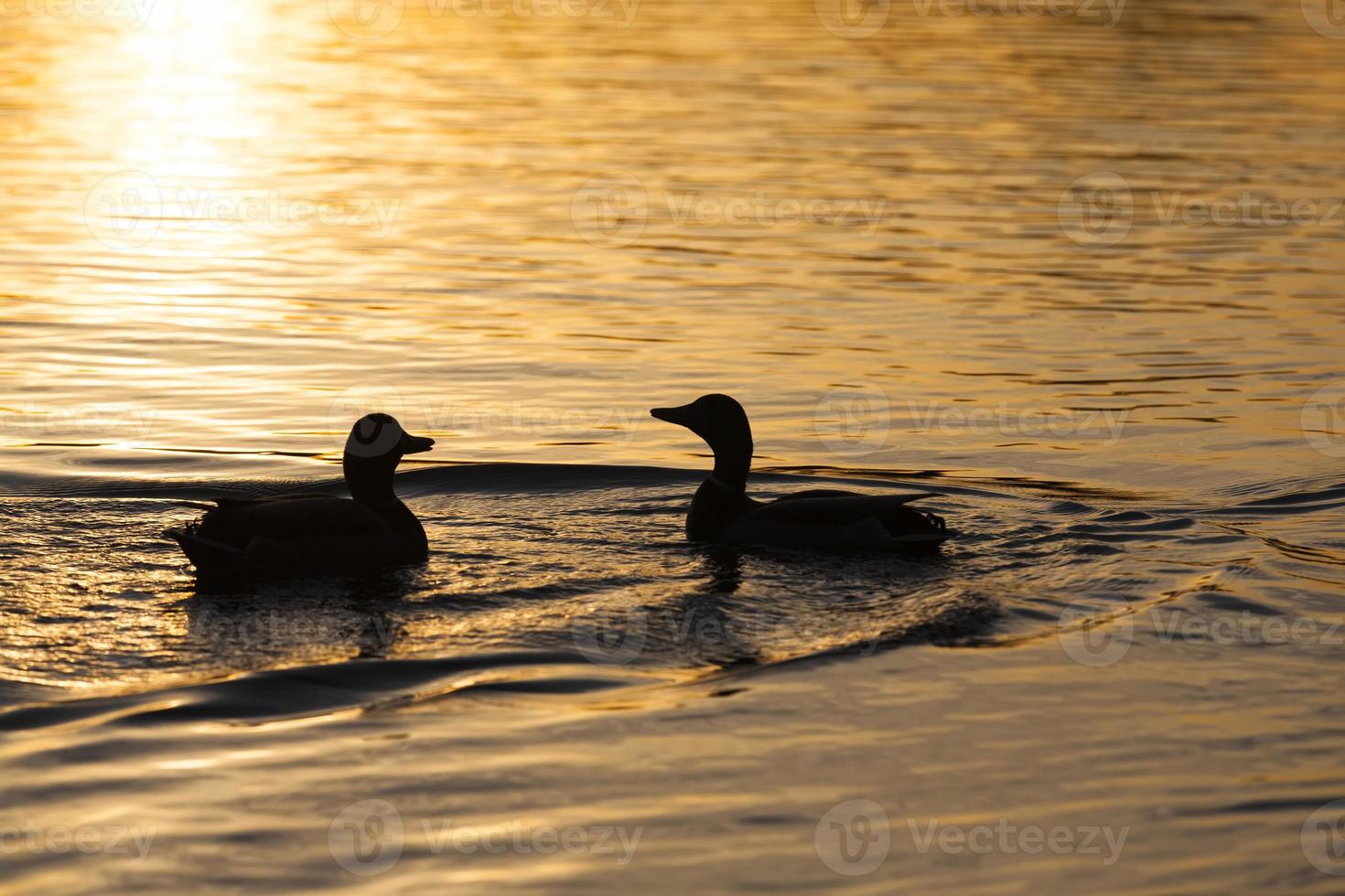 wild ducks floating on the lake photo