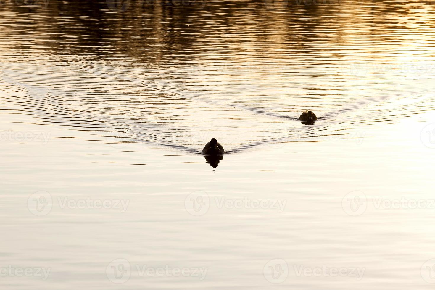 hermosos patos de aves acuáticas en primavera o verano foto