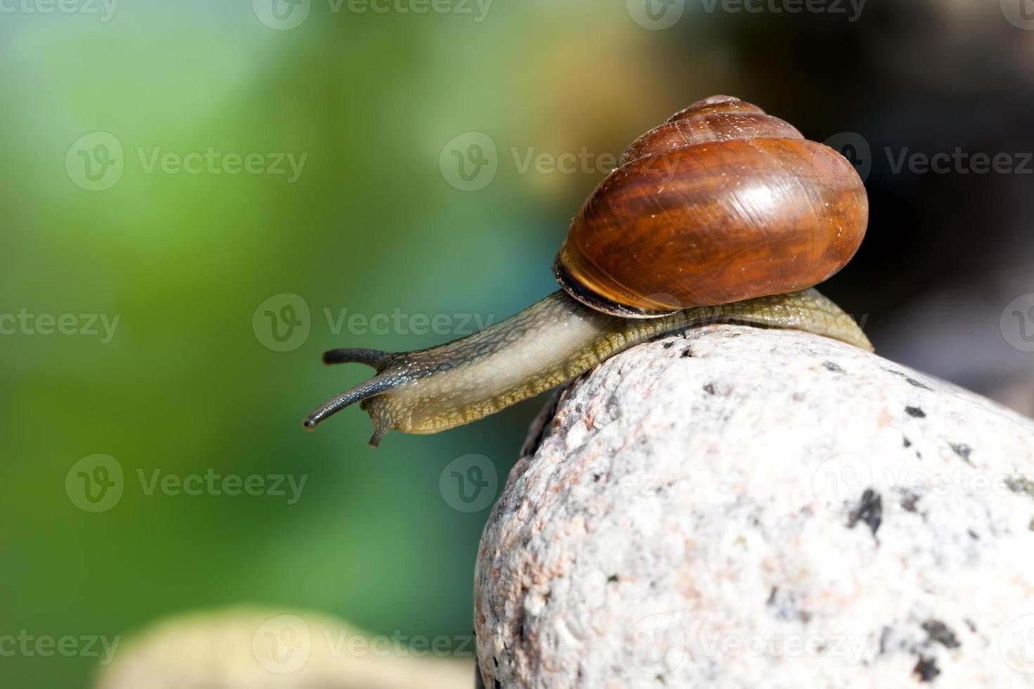 grape snail crawling on its territory photo