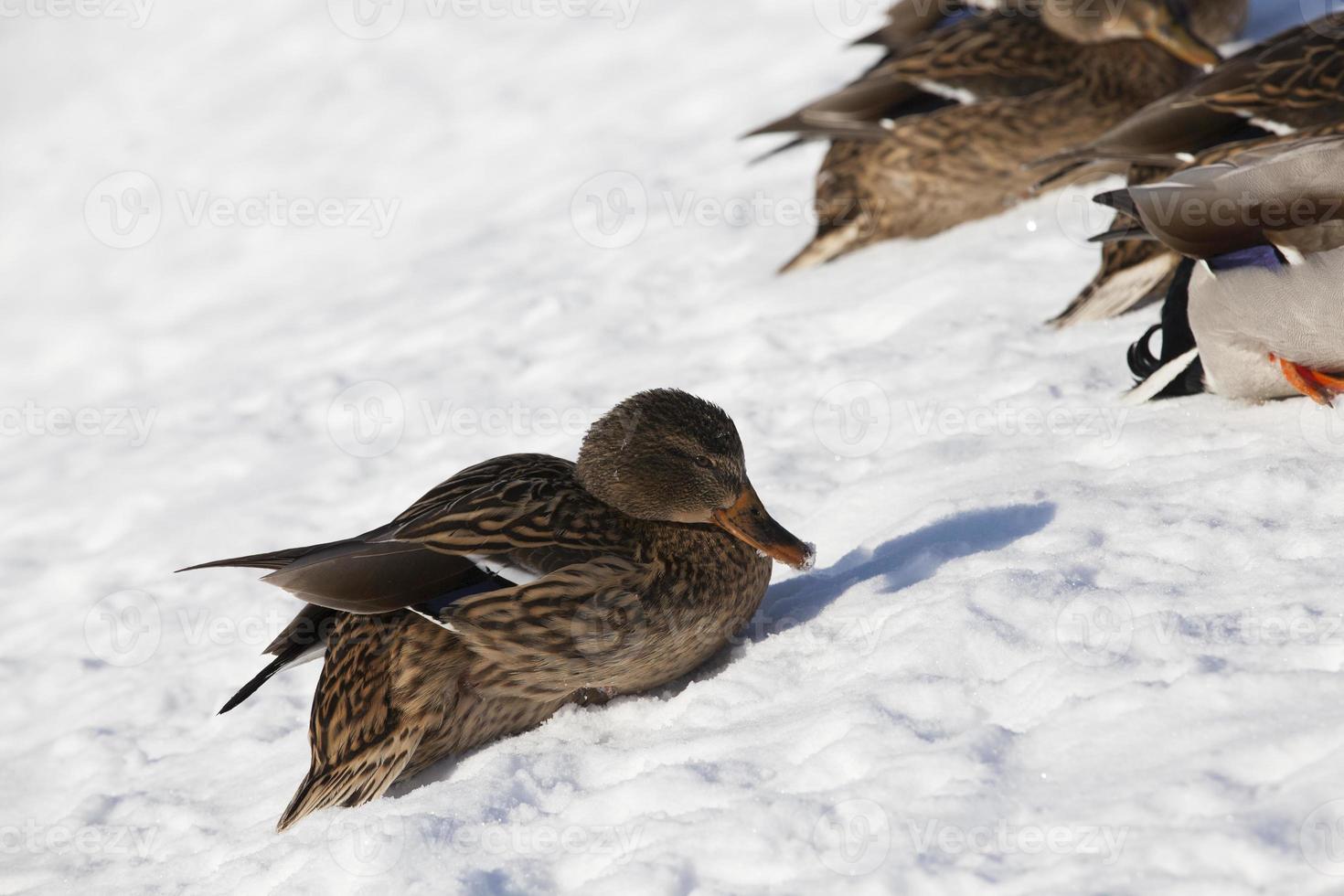 the cold season with frosts and snow, ducks sit in the snow photo