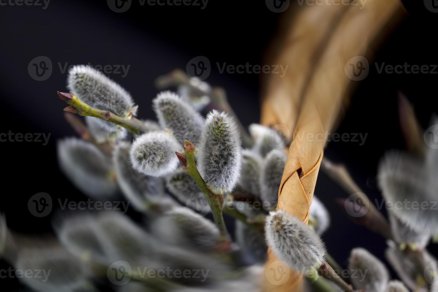 flowering willow branches cut for Easter celebration photo