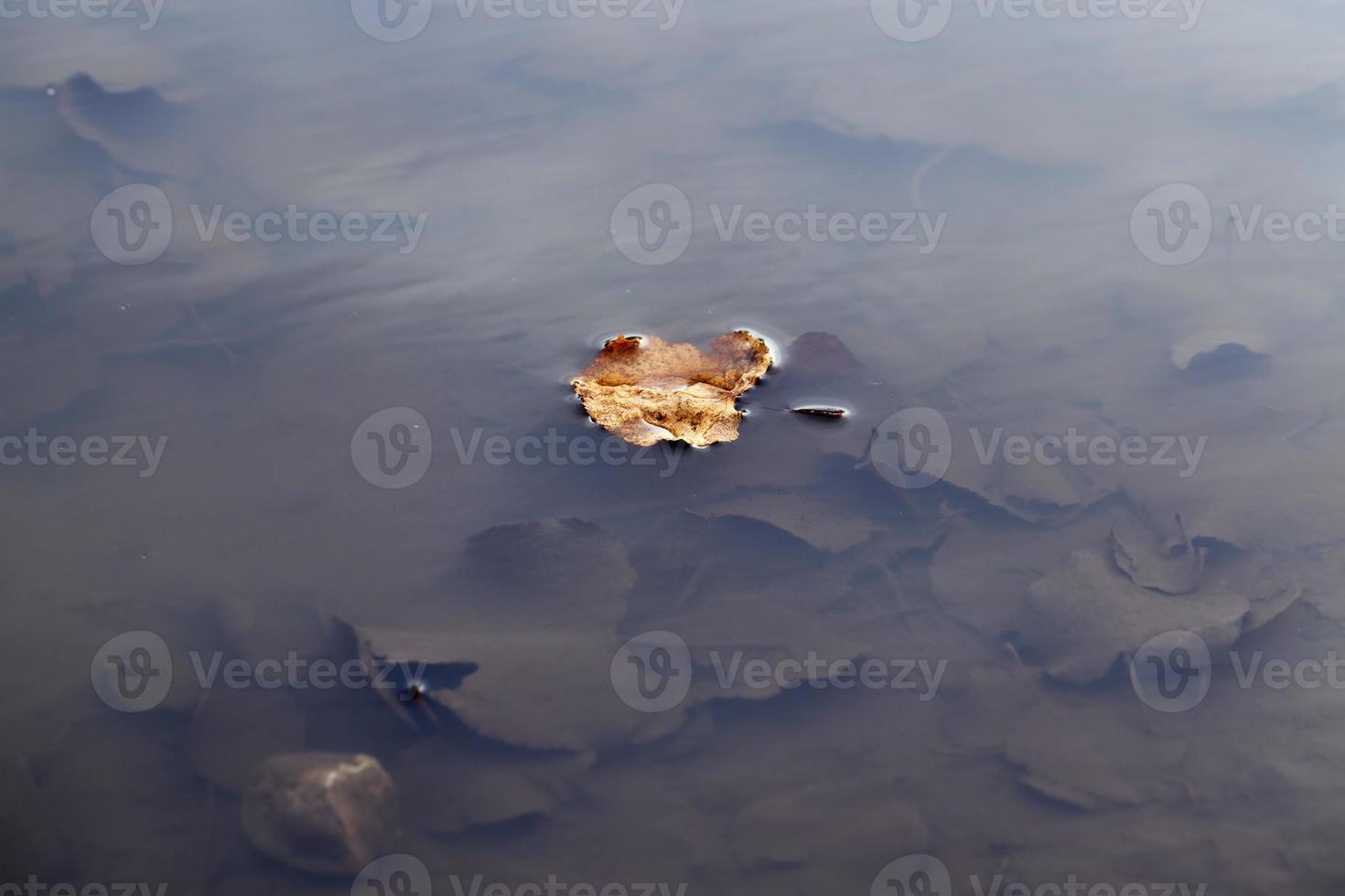 flotando en agua sucia foto