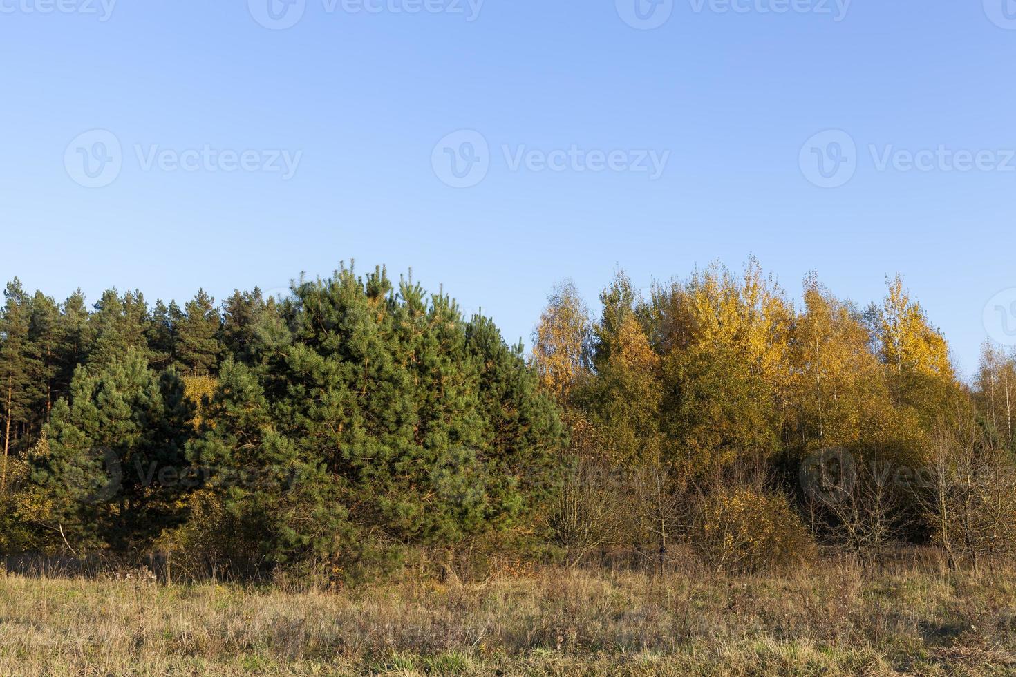 deciduous oak trees in the forest or in the Park photo