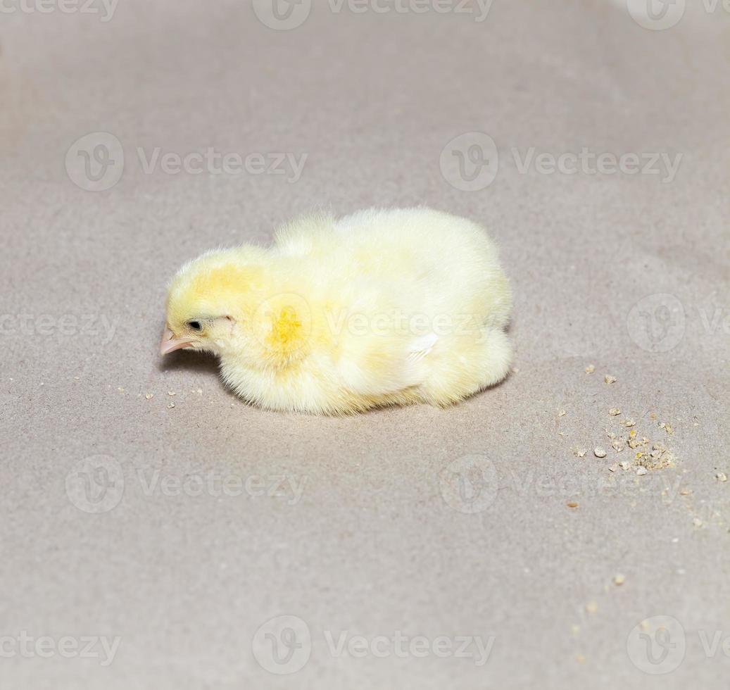 chicken is raised for meat and other products photo