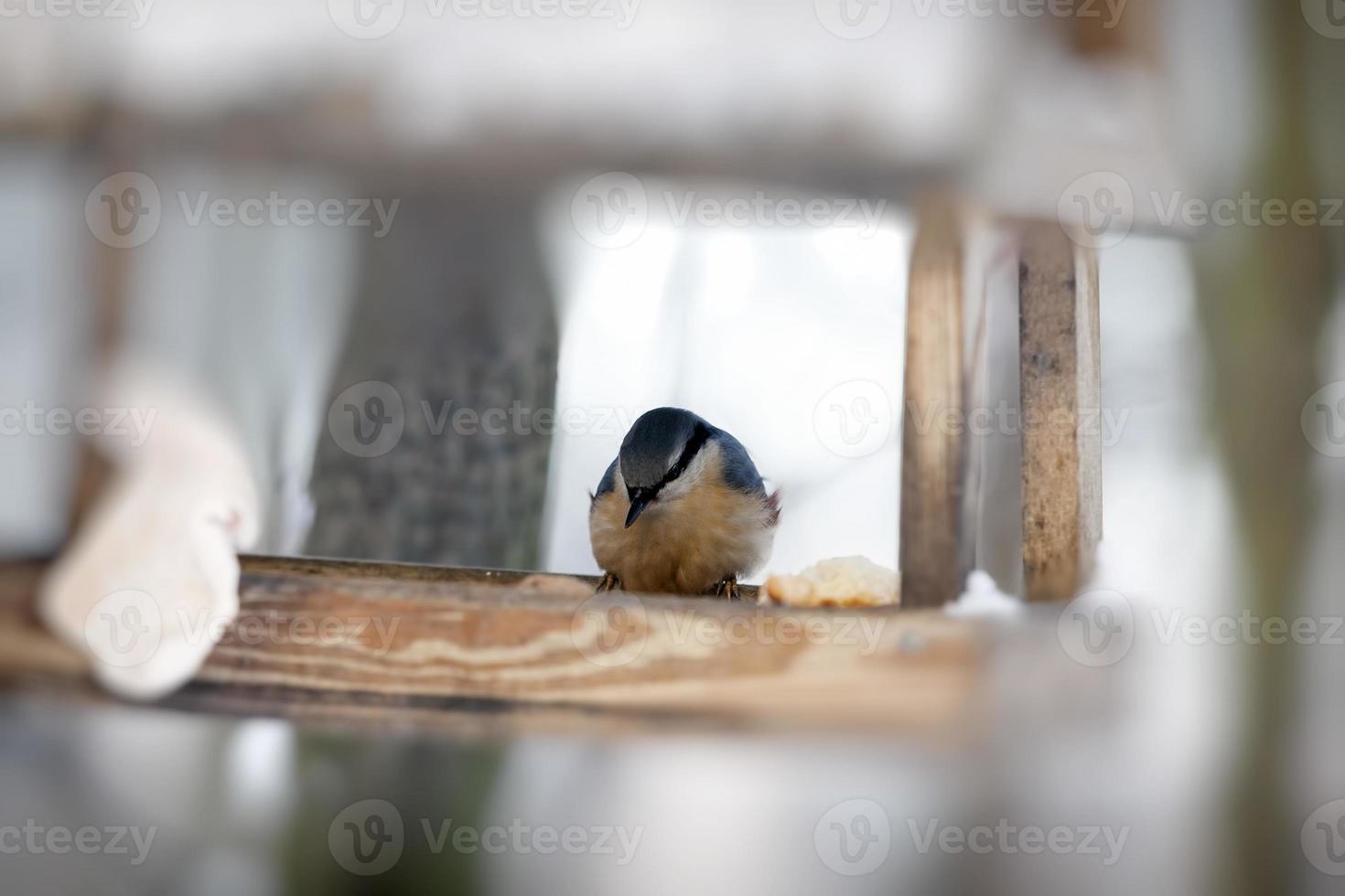 wild chickadee in the winter photo