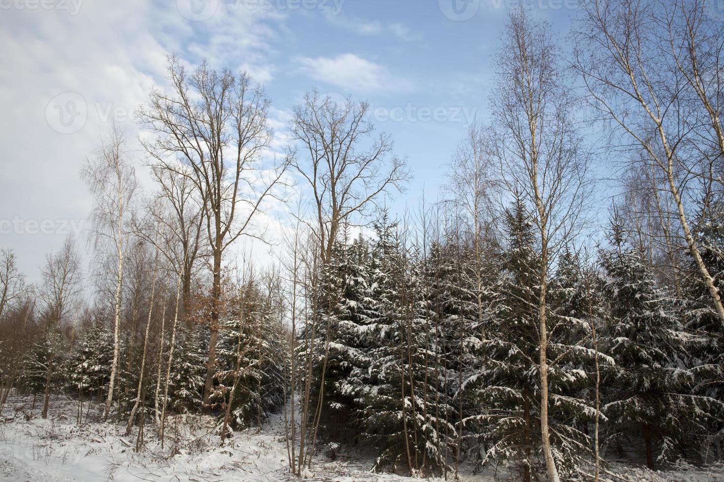 winter season with snow in the park or forest and pine firs photo