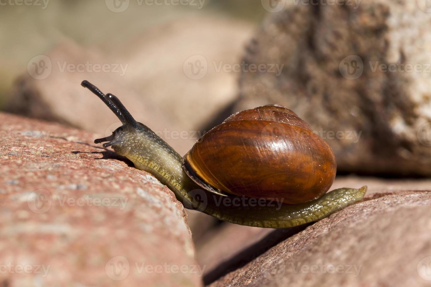 grape snail crawling on its territory photo