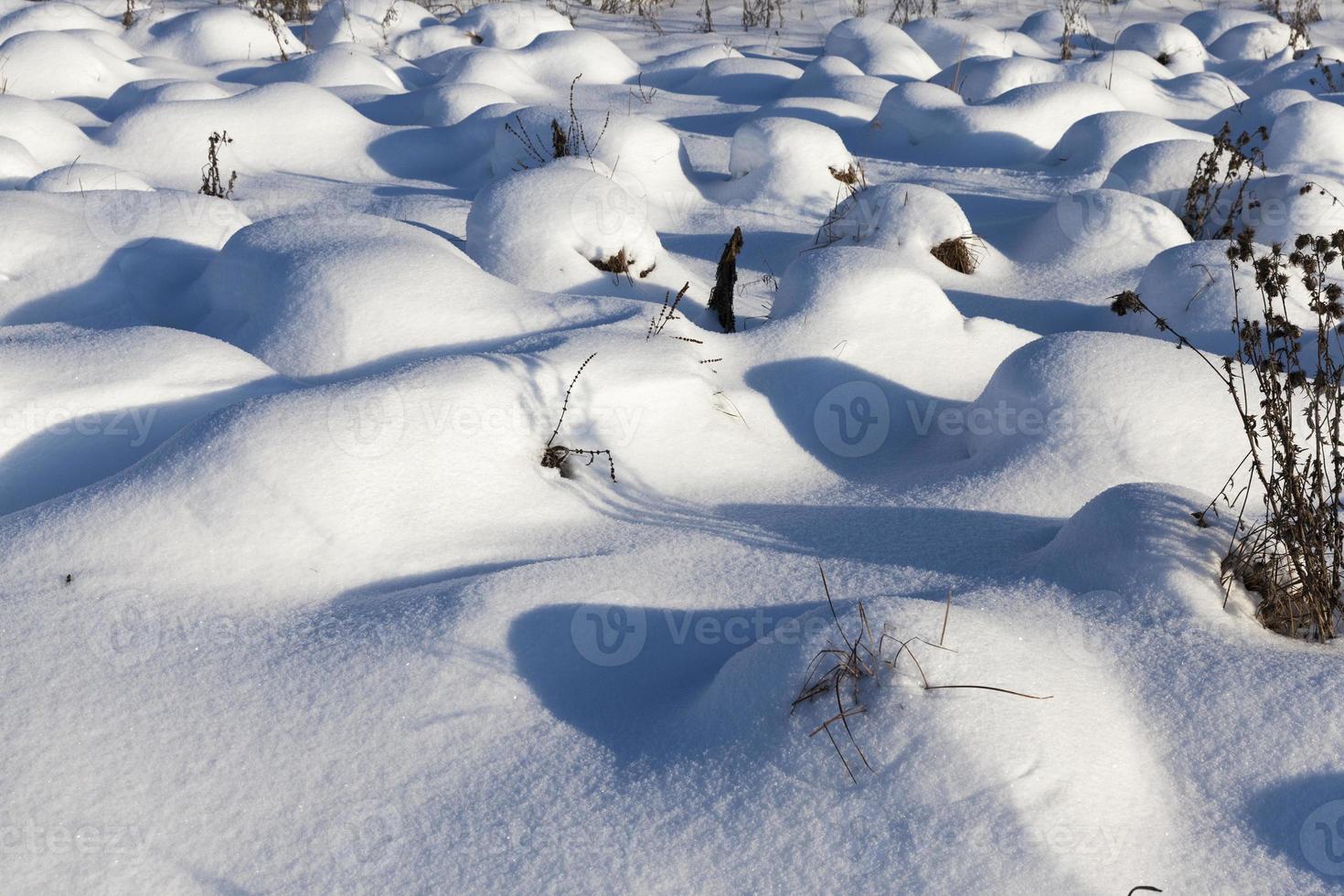 snow cover the grass and dry plants photo