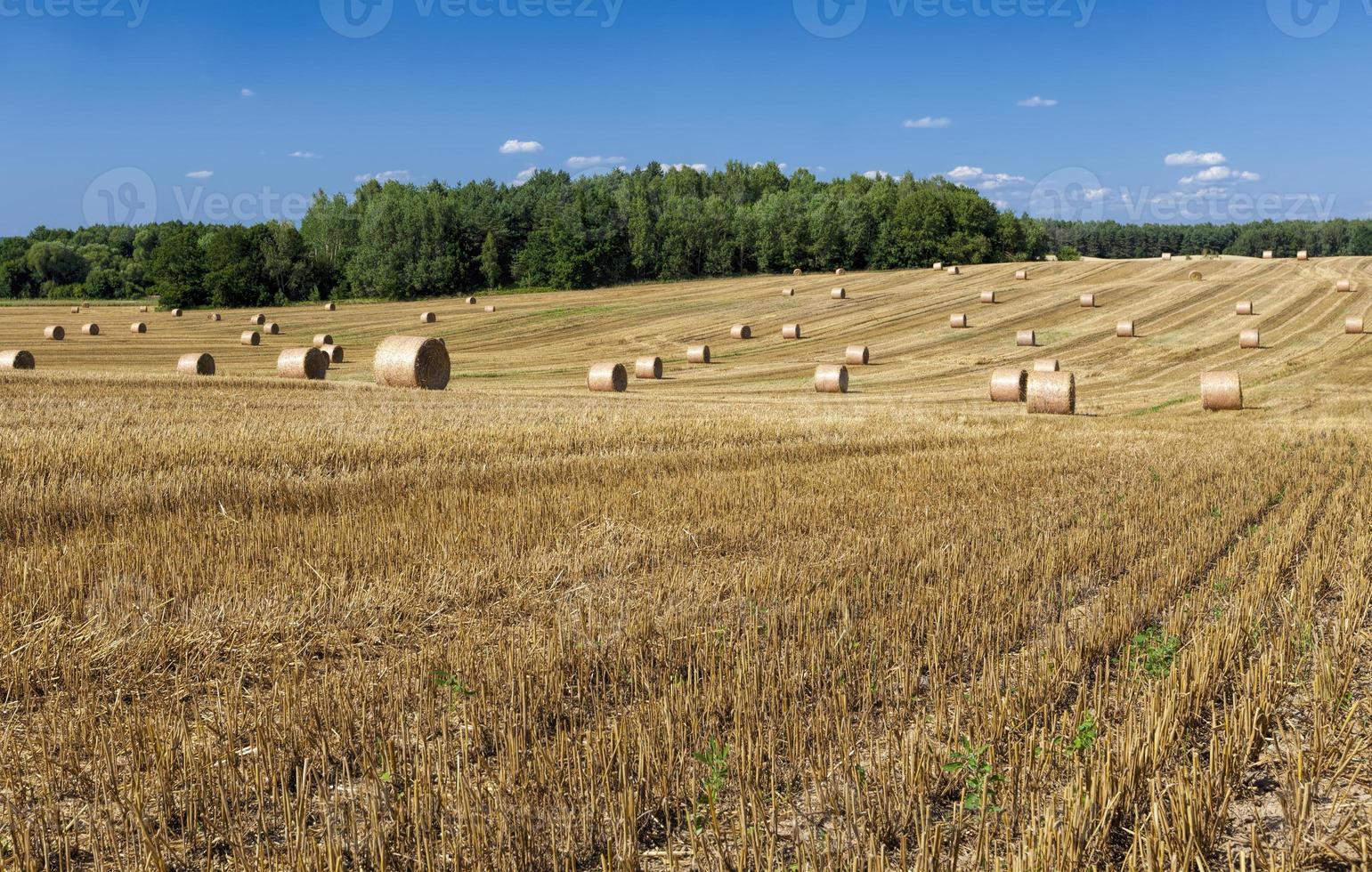 stacks of their wheat straw photo