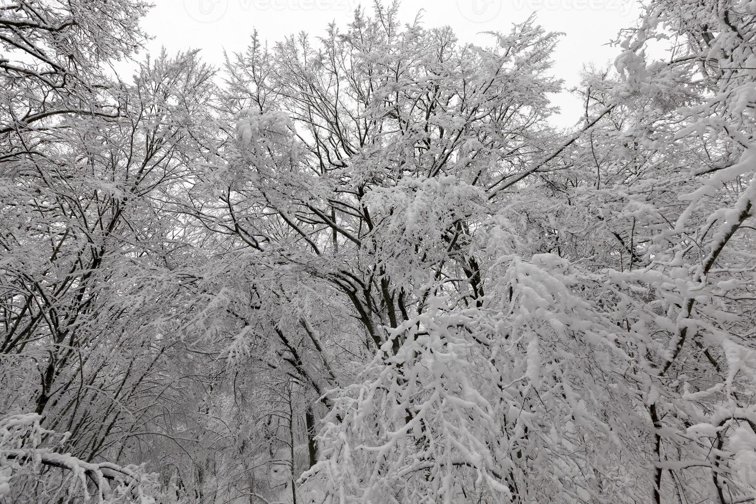 fully covered with snow deciduous trees in winter photo