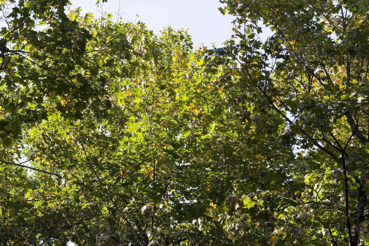 specifics of autumn nature on the example of trees and other plants photo