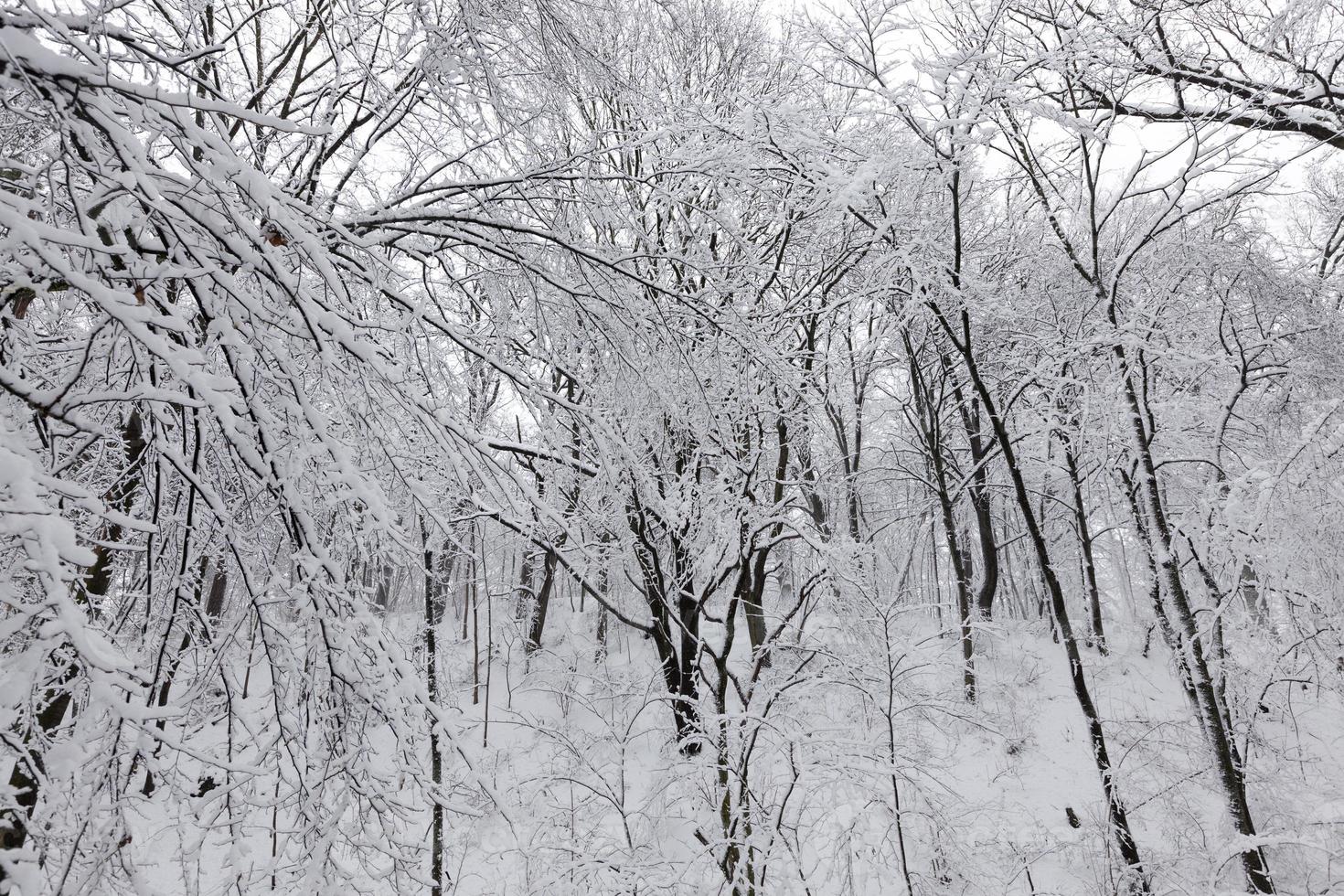 a large number of bare deciduous trees in the winter season photo