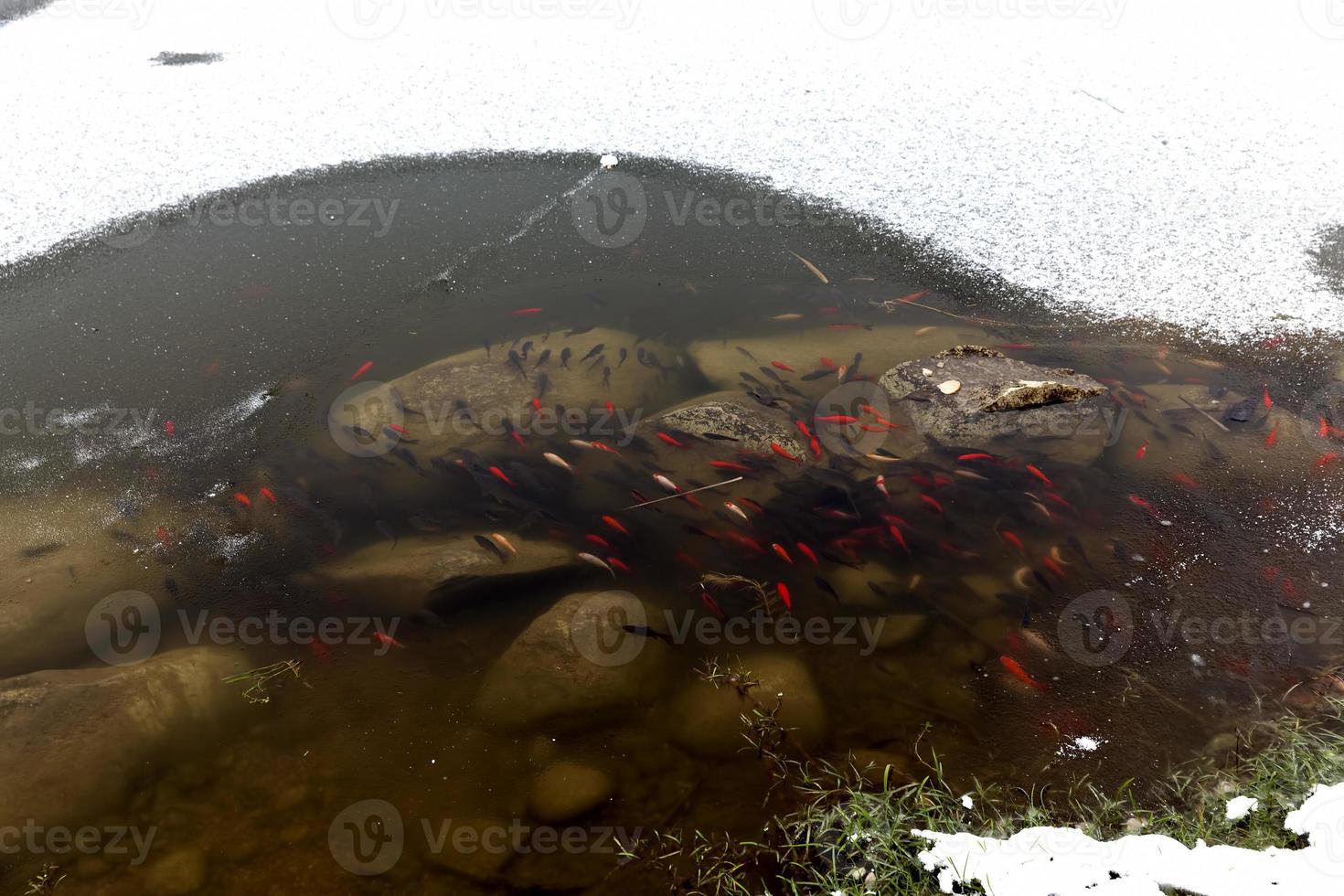 fish swimming in the part of the lake that is not frozen photo