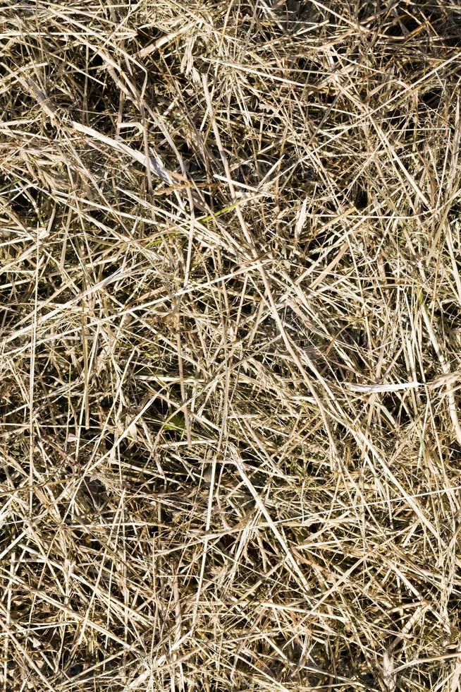 darkened and yellowed grass in nature, close up photo