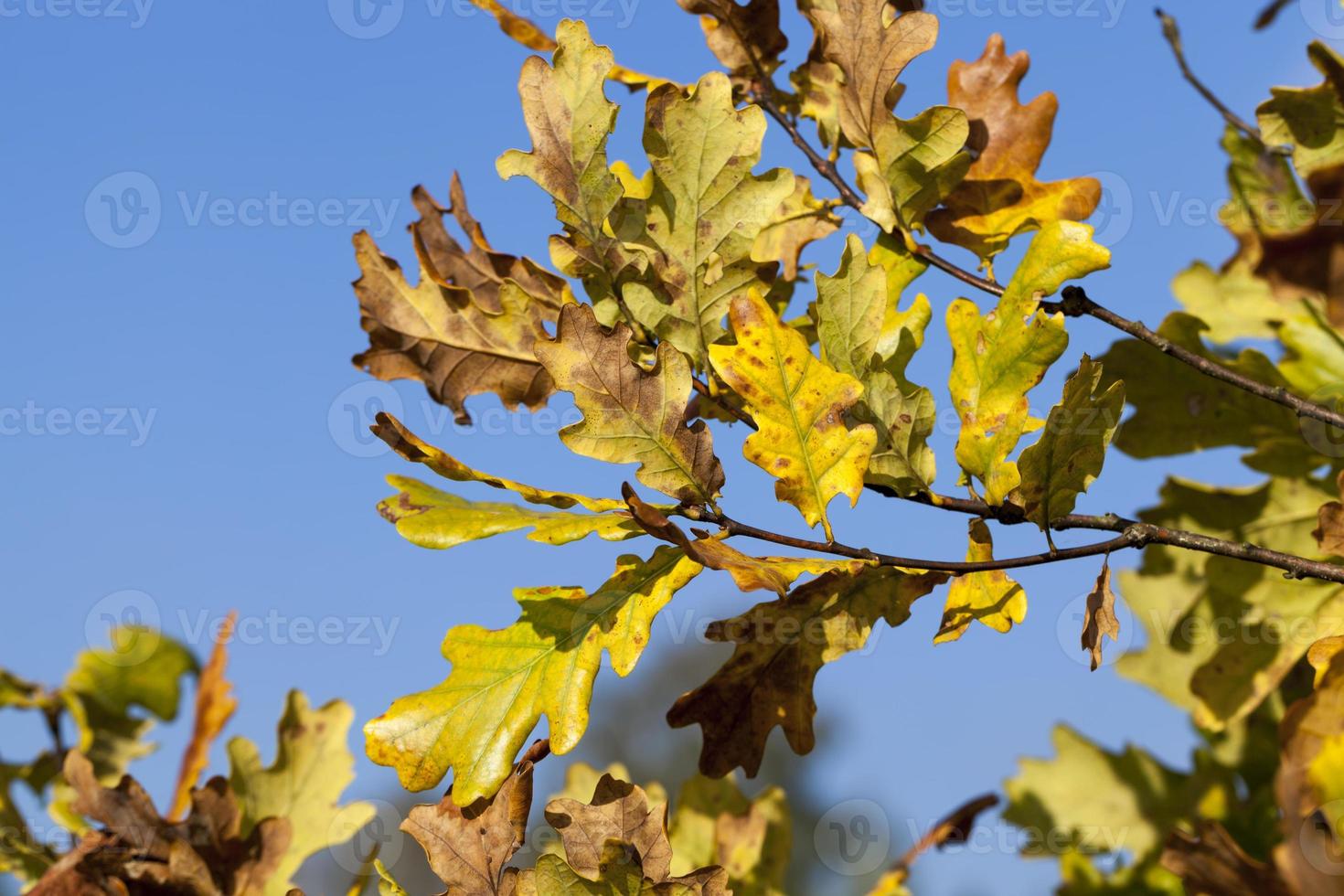 deciduous trees oak in the forest or in the Park photo