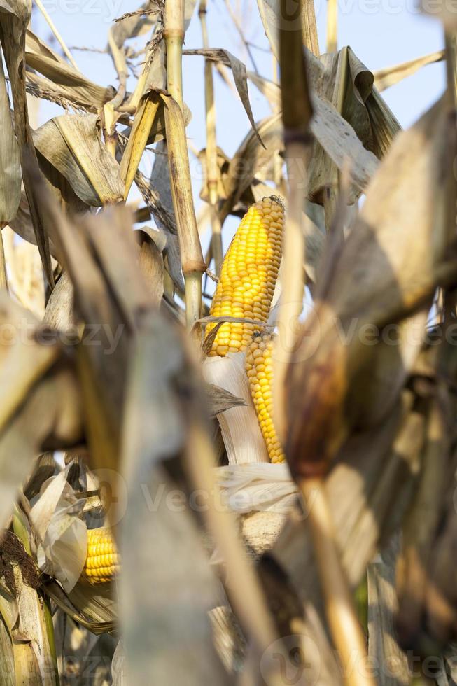 open corn cobs photo