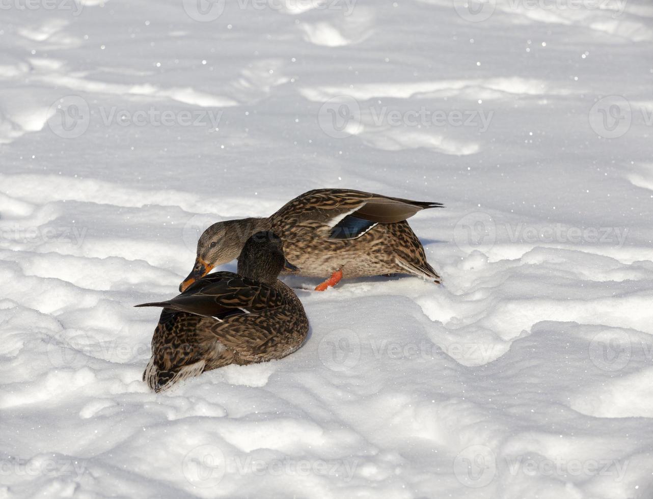 two ducks wintering in Europe, the winter season with a lot of snow photo