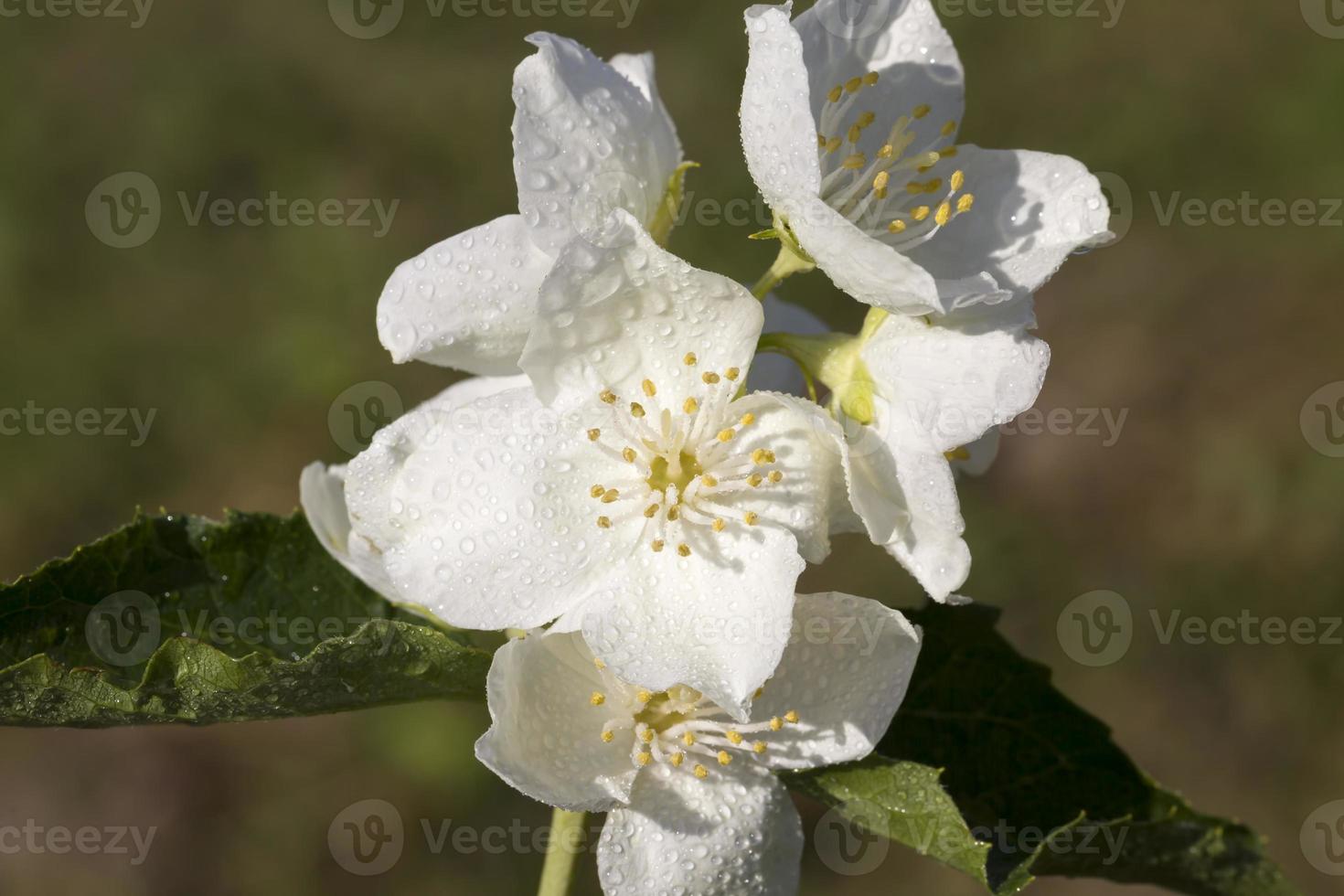 beautiful white jasmine flowers in the spring season photo