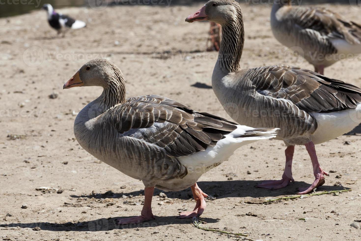 going together geese photo