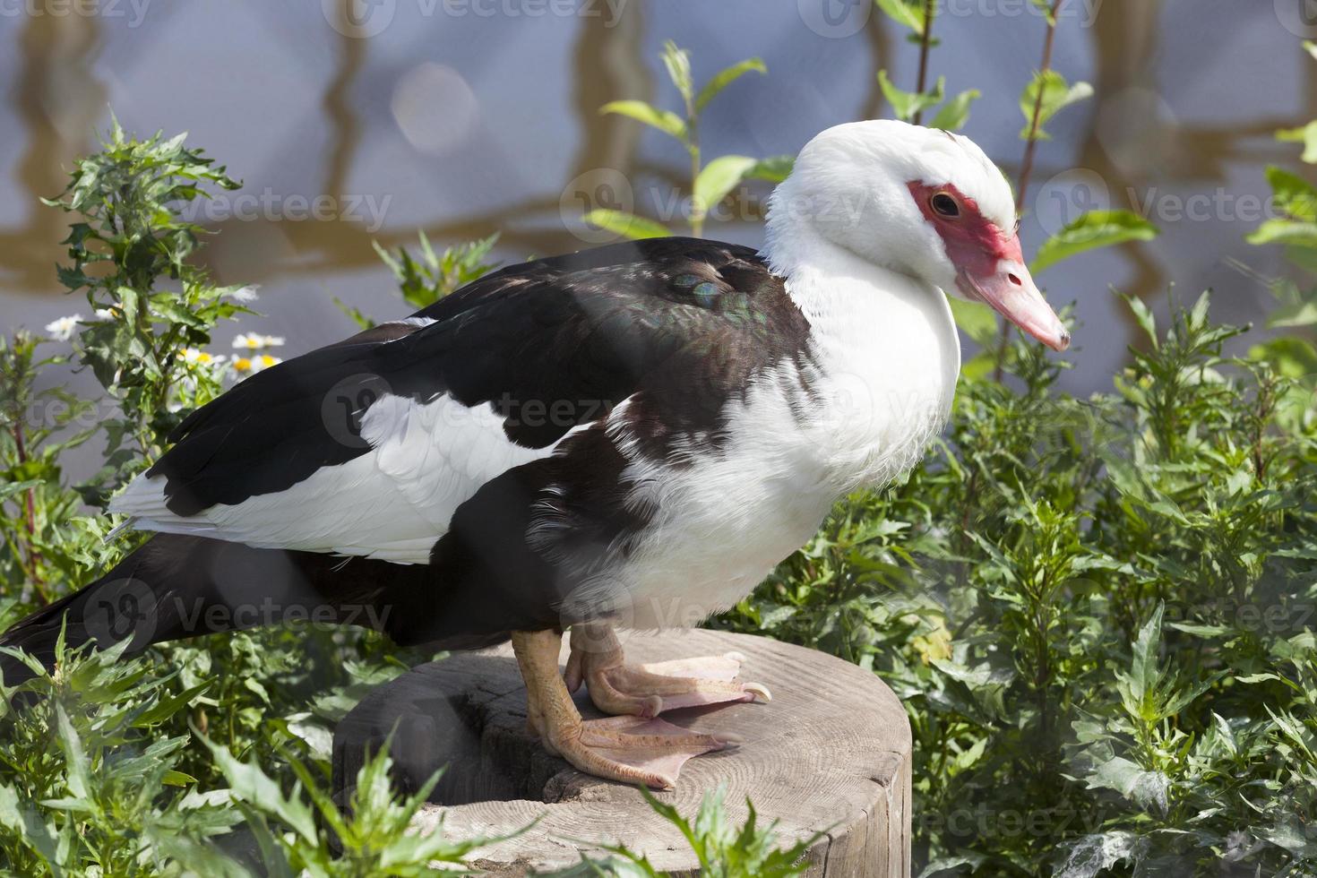 black and white duck photo