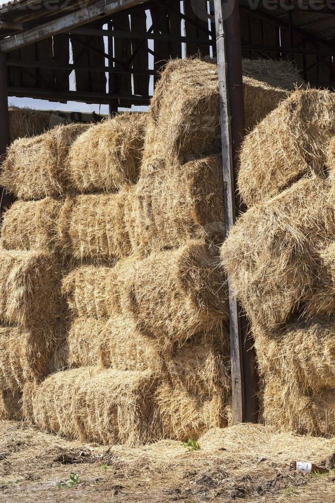 pressed square bales photo