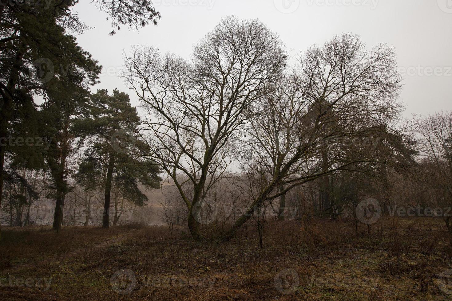 late autumn, forest photo